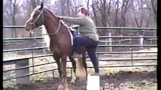 Racking Horse Speckaroany (son of Speck) & Great Grandma