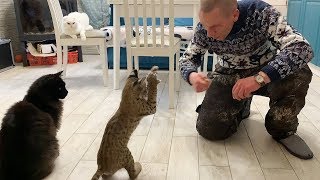 РЫСЬ НАПАЛА НА КИНОЛОГА / Бесилки бобкэта