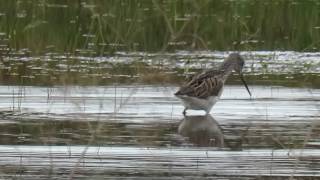 Annelies van Klinken - Groenpootruiter - Tringa nebularia