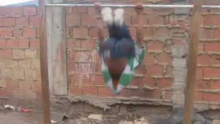 gimbarr en caracoli 3