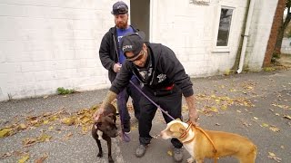 NYBC | How to Break Up Pack Fight/Dog Fight