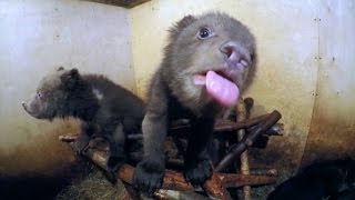Watch baby bears bottle-feed and play - GoPro
