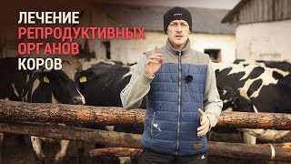 Лечение репродуктивных органов коров