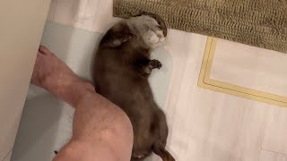 自分のために新しく買ったバスマットがカワウソに取られてしまった！！ I bought a new bath mat for myself and the otter took it!