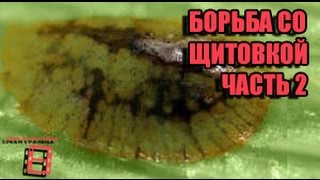 БОРЬБА СО ЩИТОВКОЙ ЧАСТЬ 2 (вторая обработка) ВРЕДИТЕЛИ КОМНАТНЫХ РАСТЕНИЙ. ЭКЗОТИКА НА ПОДОКОННИКЕ