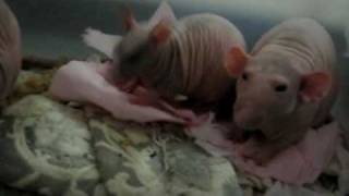 Лысые крысы Skinny rats