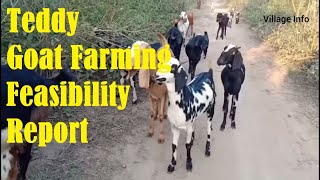 #Feasibility #Report|Teddy #Goat #Farming in #Pakistan #Teddy #Bakri #Farming