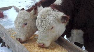 Feeding hay on a winter day