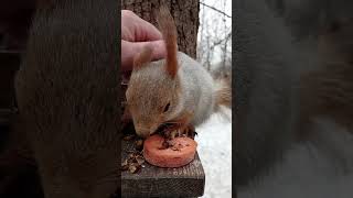 Толстая - кормящая мамаша / Tolstaya - nursing mom