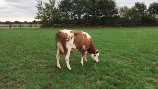 Xsires Crossbreeding | Fleckvieh: Versetto-vaars