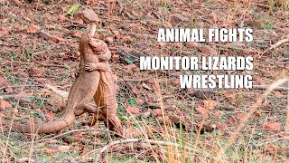 Animal Fights - Monitor Lizard wrestling and fighting