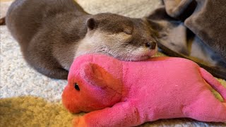 カワウソさくら カーペットで仲良くくつろぐカワウソと猫 Otter and cat relaxing on the carpet