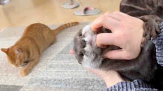 カワウソさくら 直接構って欲しいカワウソ直接じゃないけど構って欲しい猫 Otter and cat with different playing distances