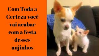 Protetor De Sofa PetCoat/ Como Proteger meu sofá.