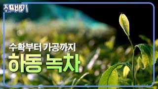 세계중요농업유산, 왕의 녹차라 불리는 유기농 하동녹차에 대해 알아볼까요? [진짜배기] 190704
