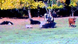 Pig vs cow