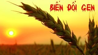 Trung Quốc Ăn Cắp Hạt Giống Biến Đổi Gen của Mỹ | Trung Quốc Không Kiểm Duyệt