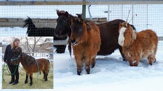 Four Mini Horses Rescued After Being In The Wild