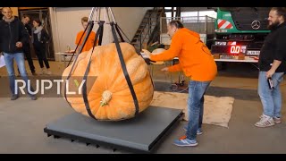 Germany: Pumpkin weighing 744 kg scoops first prize in Ludwigsburg annual contest
