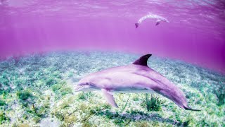 Soothing Healing Meditation Music | Miracle Tone 432Hz | Deep Healing Frequency | Self Love Energy