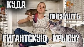 Клетка для гигантской "крыски". Собирает Марина!