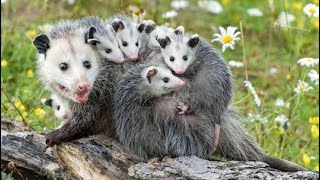 Опоссум - Opossum (Энциклопедия животных)
