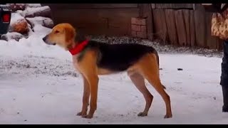 Охота в Кировской обл. Р.Г. Ворон вл. Бородин В.
