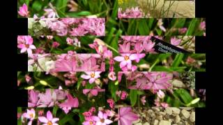 РОДОГИПОКСИС (RHODOHYPOXIS) сем. Родогипоксисовые
