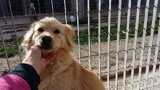 JASMINE 5 anni Canile di Laterza