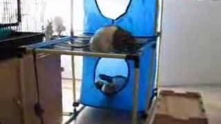 Cat gym, not just for cats