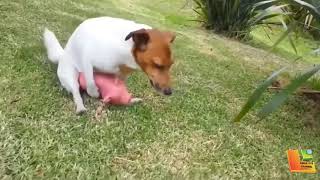 Animal sex dog mating compilation 4