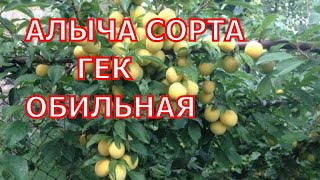 Алыча - сорт Гек, Обильная.