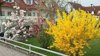 ФОРЗИЦИЯ - УКРАШЕНИЕ И ЛЕЧЕНИЕ 31.03.2017