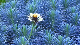 VanDusen Botanical Garden - Vancouver BC 20140927 1080p HD