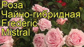Роза чайно-гибридная Фредерик Мистраль. Краткий обзор, описание характеристик Frederic Mistral