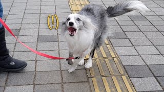 엄마랑 산책하는 보더콜리 페퍼 모른 척 지나쳐보았습니다.