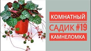 Комнатный садик #19. КАМНЕЛОМКА. Пересадка