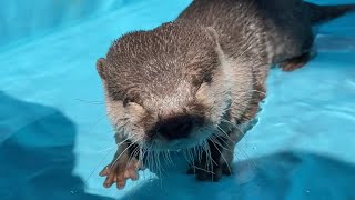 カワウソさくら 暑すぎる日にカワウソと入るプールが最高すぎる The best pool to enter with an otter on a hot day