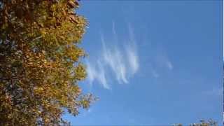 Осенние листья, кружат и кружат в саду......