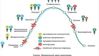 Жизненные циклы организации и оргструктура бизнеса