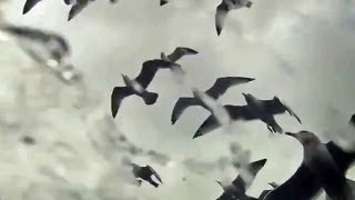 Leviathan (2012) - Official Trailer | HD | GREAT BERLINALE DOCUMENTARY