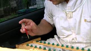 Making a queen bee/ Вывод маток 1/2