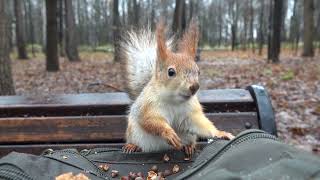 Копия забежала перекусить / Copy ran in for a snack