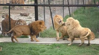 Герой дня лев Виктор и хулиган Дейл. Hero of the day is the lion Victor and the bully Dale.