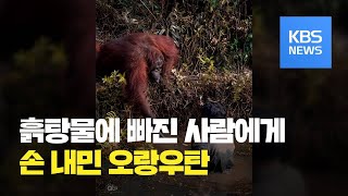 [클릭@지구촌] 흙탕물 속에 빠진 사람에게 손 내민 오랑우탄 / KBS뉴스(News)