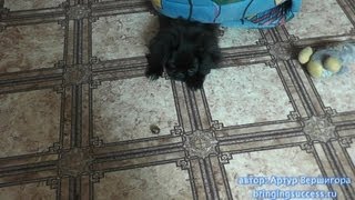 черный пекинес щенок играет и смешно прыгает с желудем funny puppy