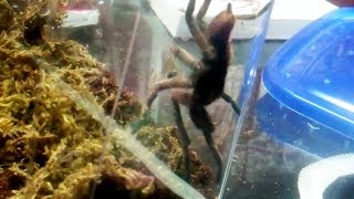 T spoTlighT series : Haplopelma Albostriatum - "Shocking Surprise Molt"