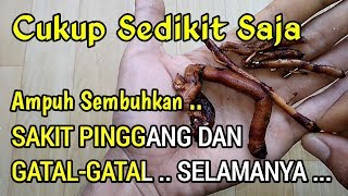 Sakit Pinggang, Penyakit Kulit Menahun, Kulit Gatal Sembuh Total Dengan Akar Ini | Wayahe Herbal