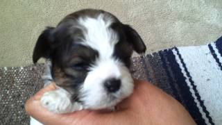 LillyBits Nemo Puppy Selection!