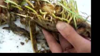 un pequeño campo de maiz cabe en una maceta